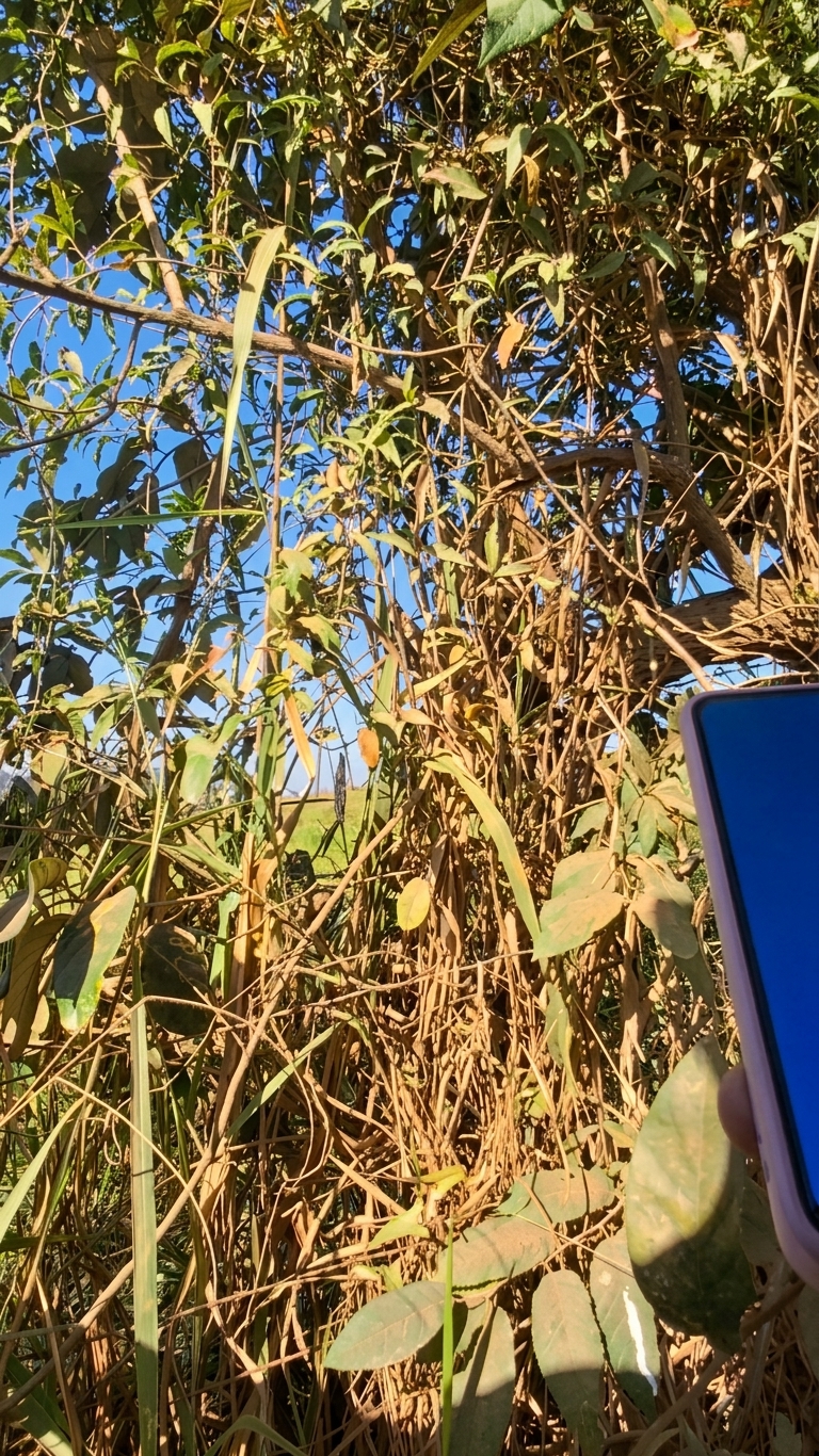 Operador mostra a tela do coletor de dados detalhando o mapeamento de um ponto de cerca antiga.